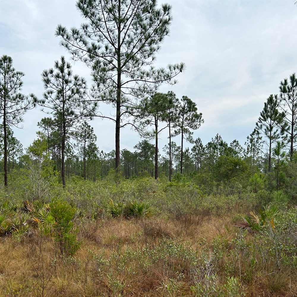 GRAHAM CREEK NATURE PRESERVE Alabama News