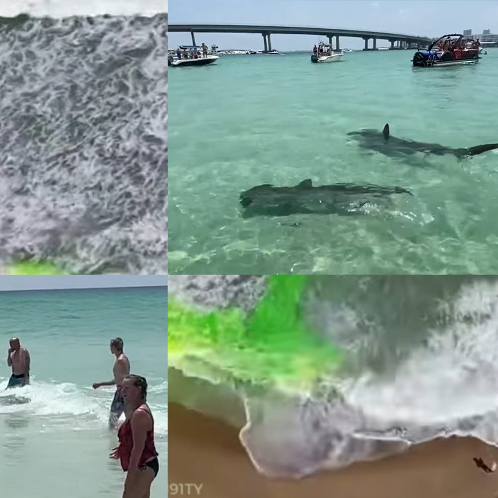 GULF SHORES SAFETY BEACH SAFETY WATER SAFETY Alabama News