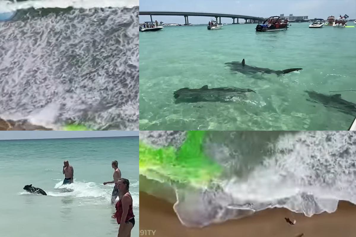 Rip currents, sharks and bears, oh my! Gulf Shores Independence