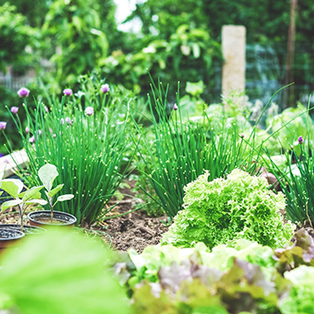 Garden from Markus Spiske Alabama News