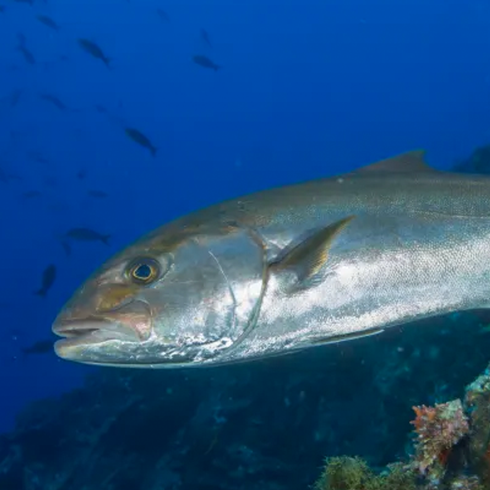 Greater Amberjack Photo from the Gulf Sea Grant Website Alabama News