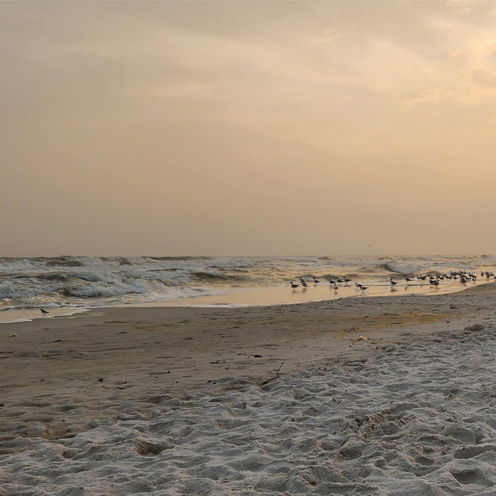 Gulf Shores Alabama News