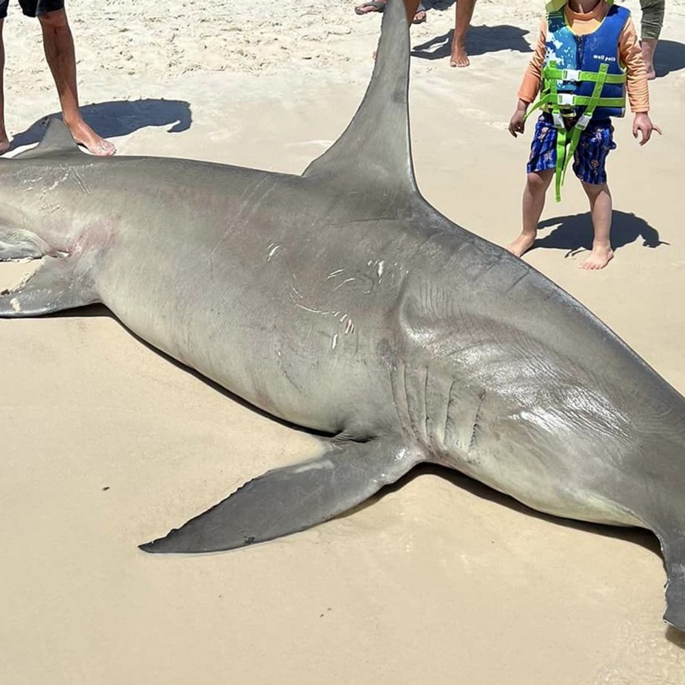 HAMMERHEAD SHARK 1 Alabama News
