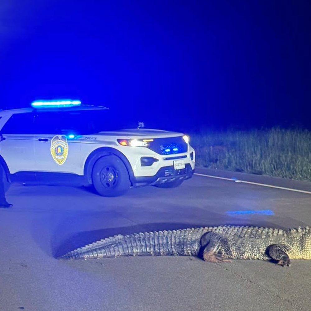 HUNTSVILLE GATOR Alabama News