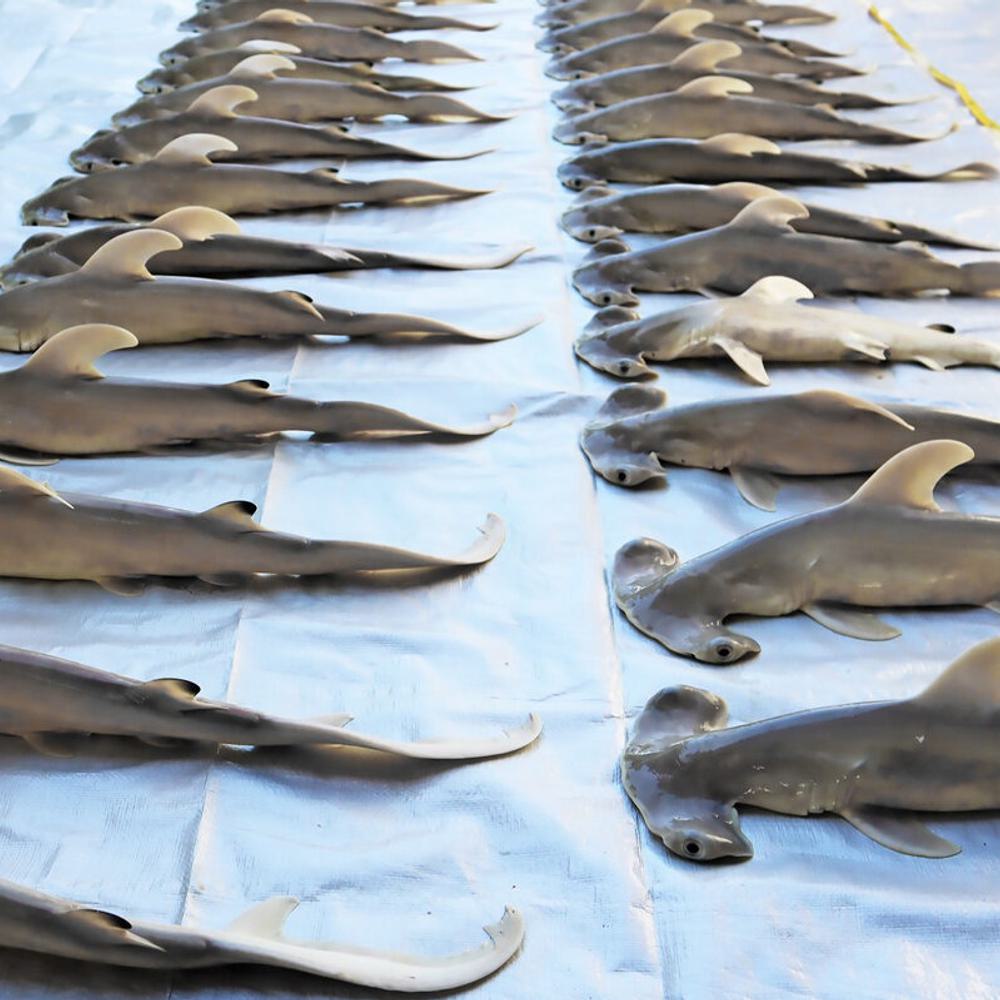 Hammerhead shark pups Alabama News