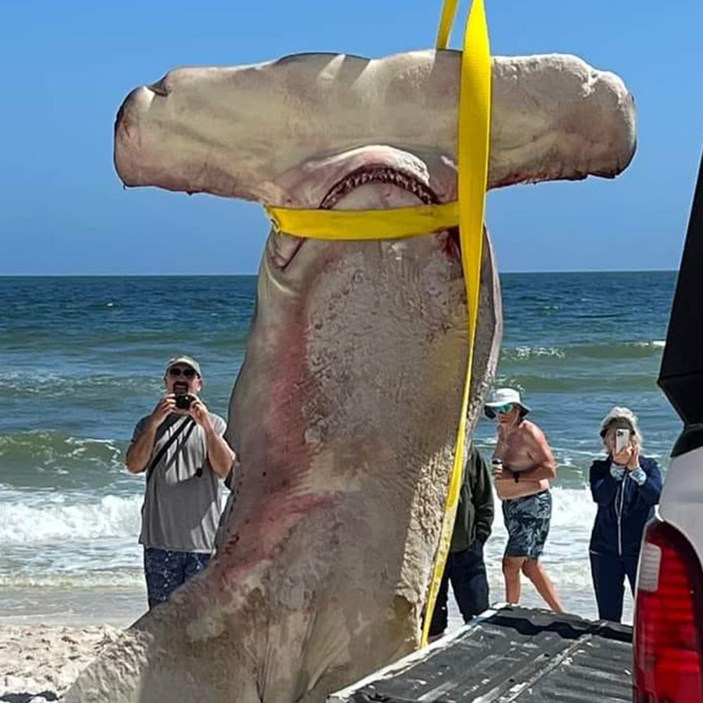 Hammerhead shark Alabama News