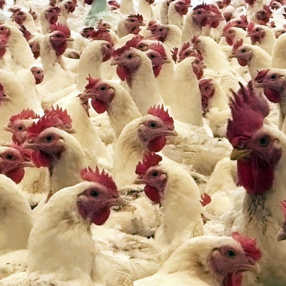 Hen House Alabama News