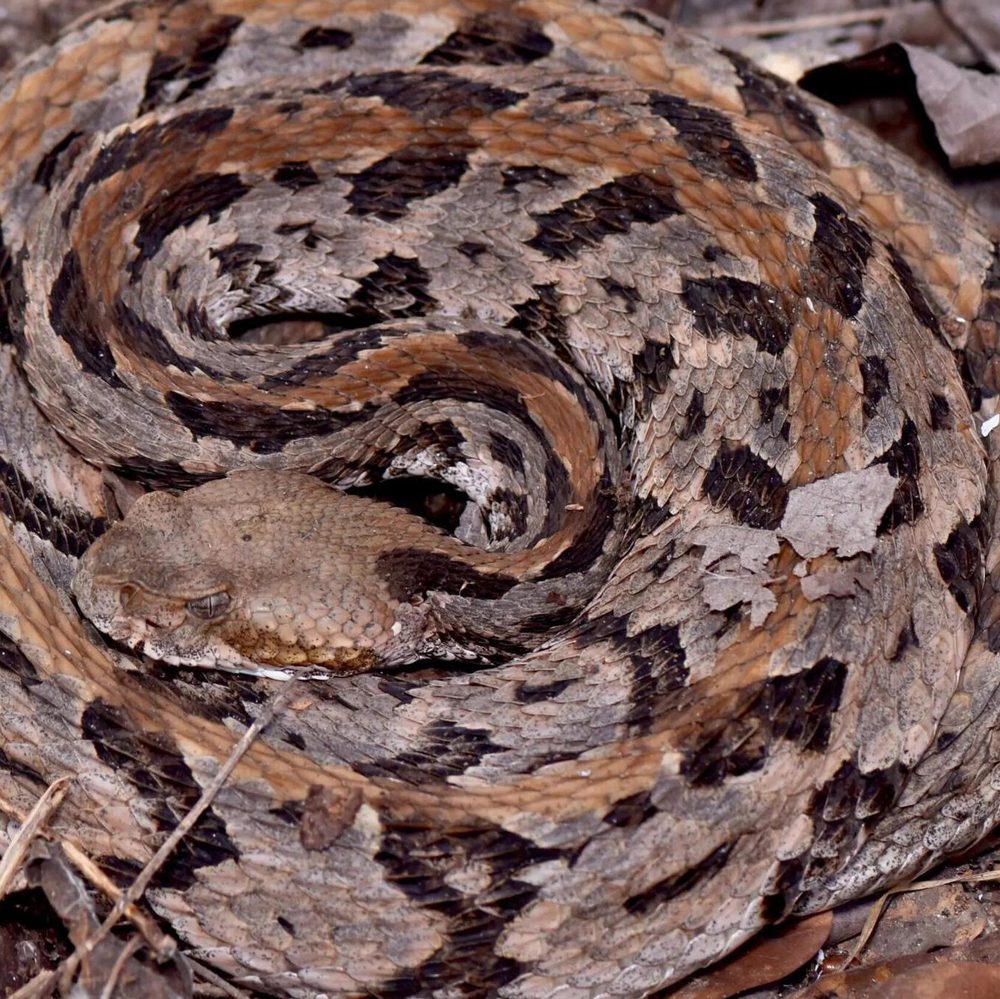 One of Alabama's venomous snakes, the Canebrake Rattlesnake, also known as a timber rattler. Photo: Parker Gibbons. Alabama News