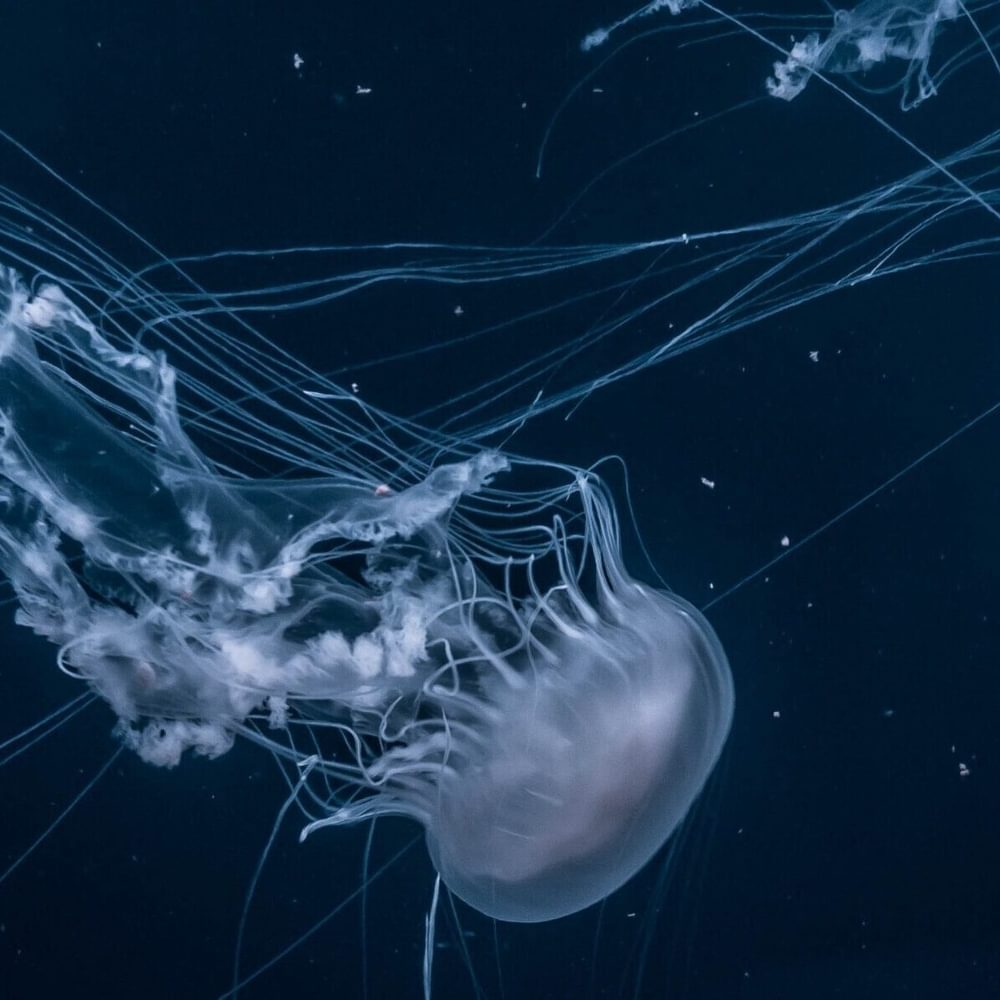 Jellyfish Joel Filipe unsplash com Alabama News