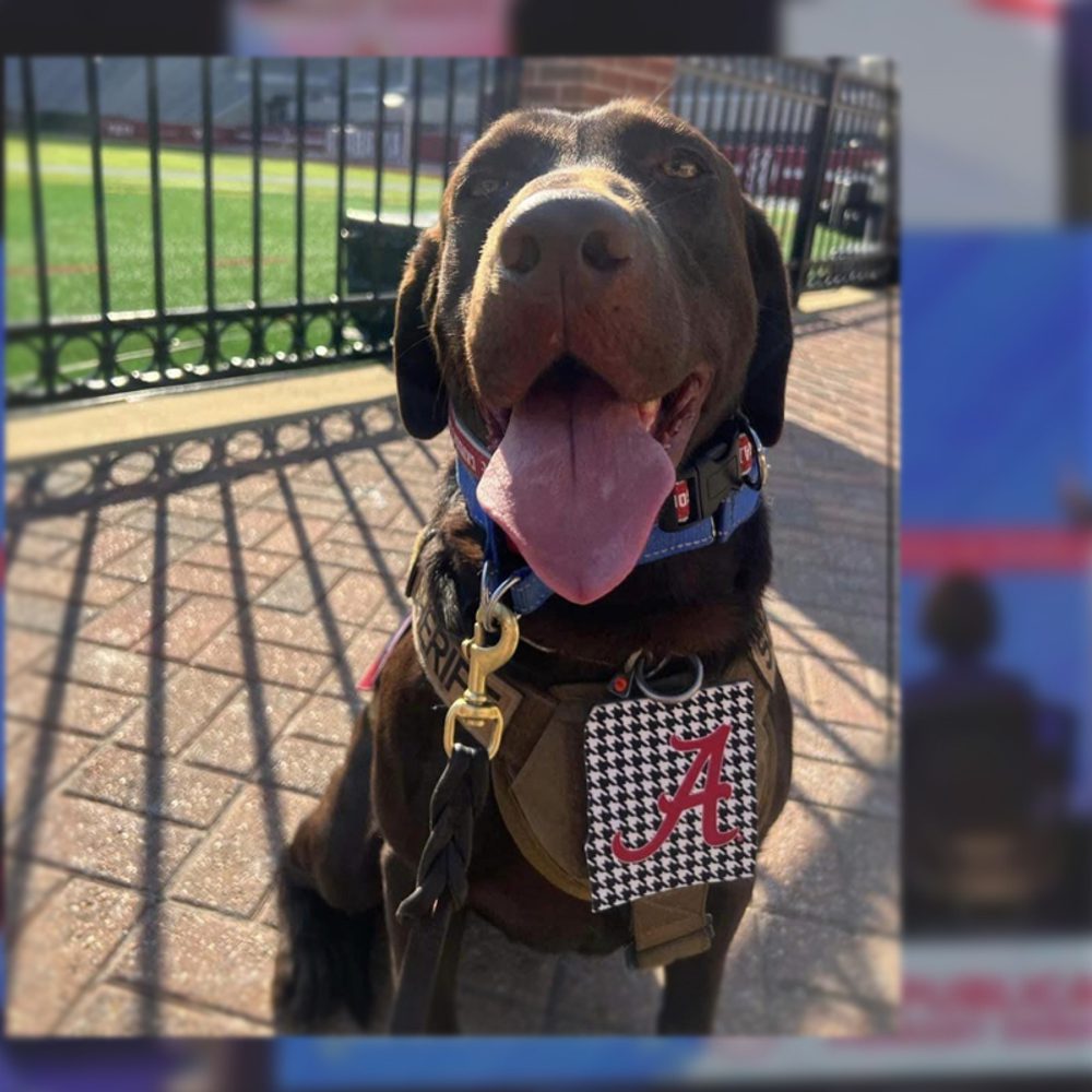 K9 ALPHA Alabama News