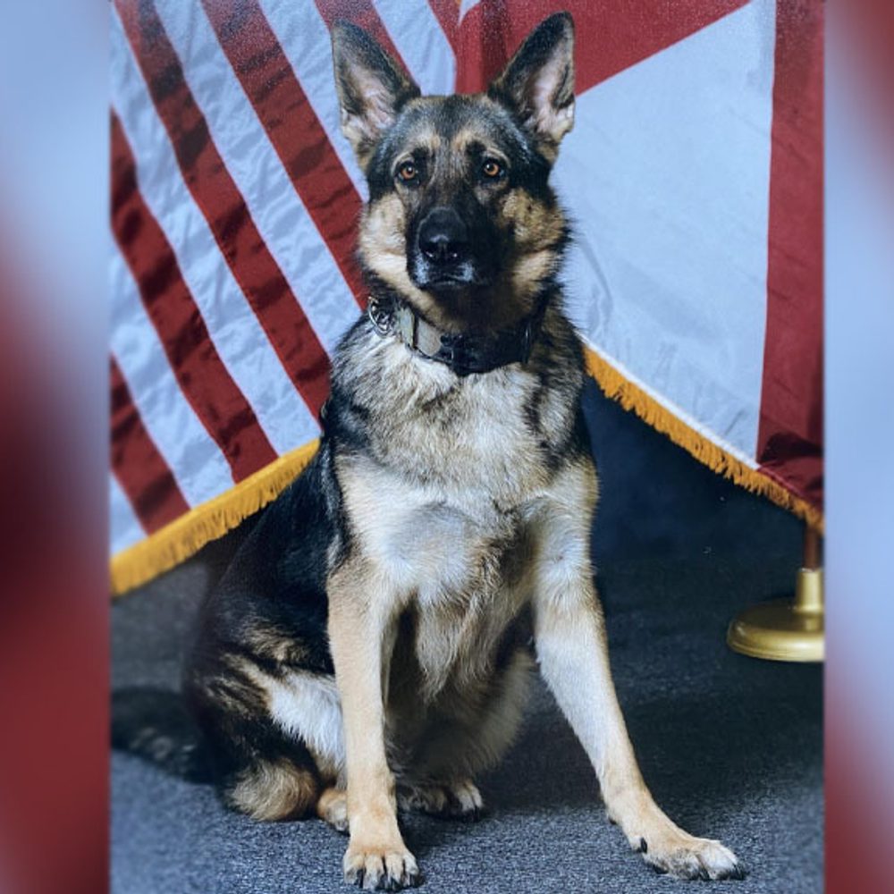 K9 Pici Alabama News