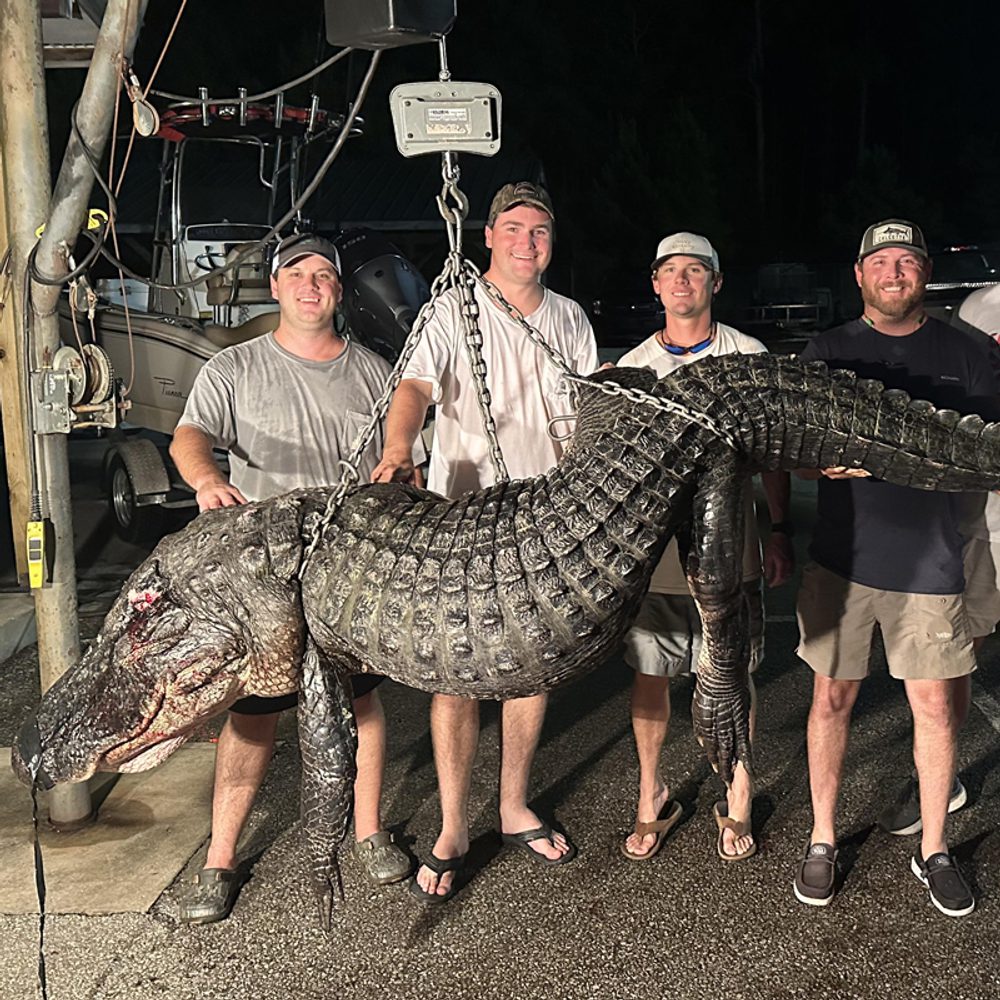 MOBILE ALLIGATOR 1 Alabama News