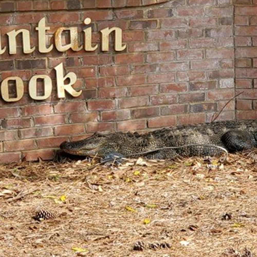 Madison alligator Alabama News