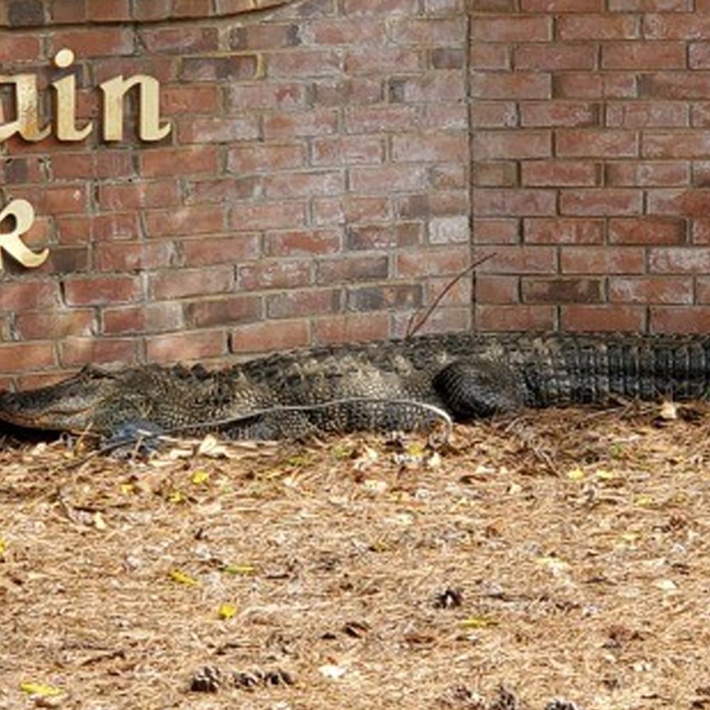 Madison alligator Alabama News