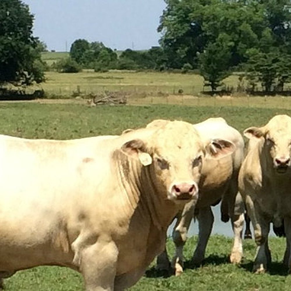 Meadows Creek Farm Alabama News