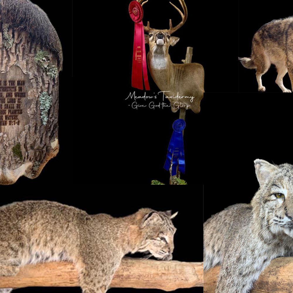 Meadows Taxidermy 2 Alabama News