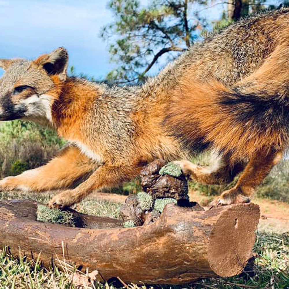 Meadows Taxidermy 3 Alabama News