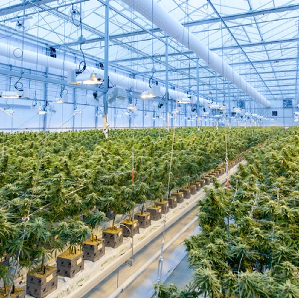 Medical Marijuana by Richard T Alabama News