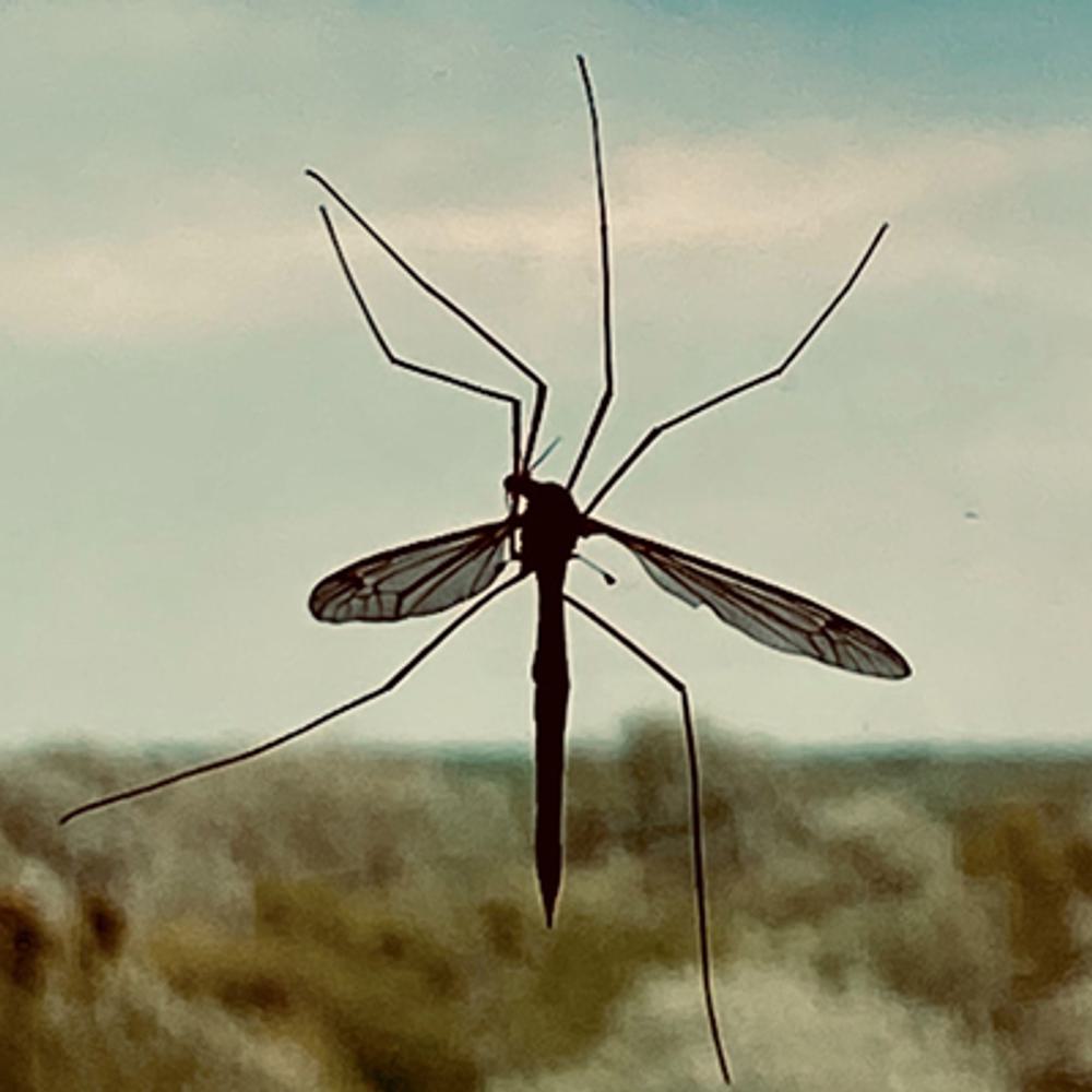 Mosquito eater mosquito hawk crane fly Vladislav Balakshii unsplash com Alabama News