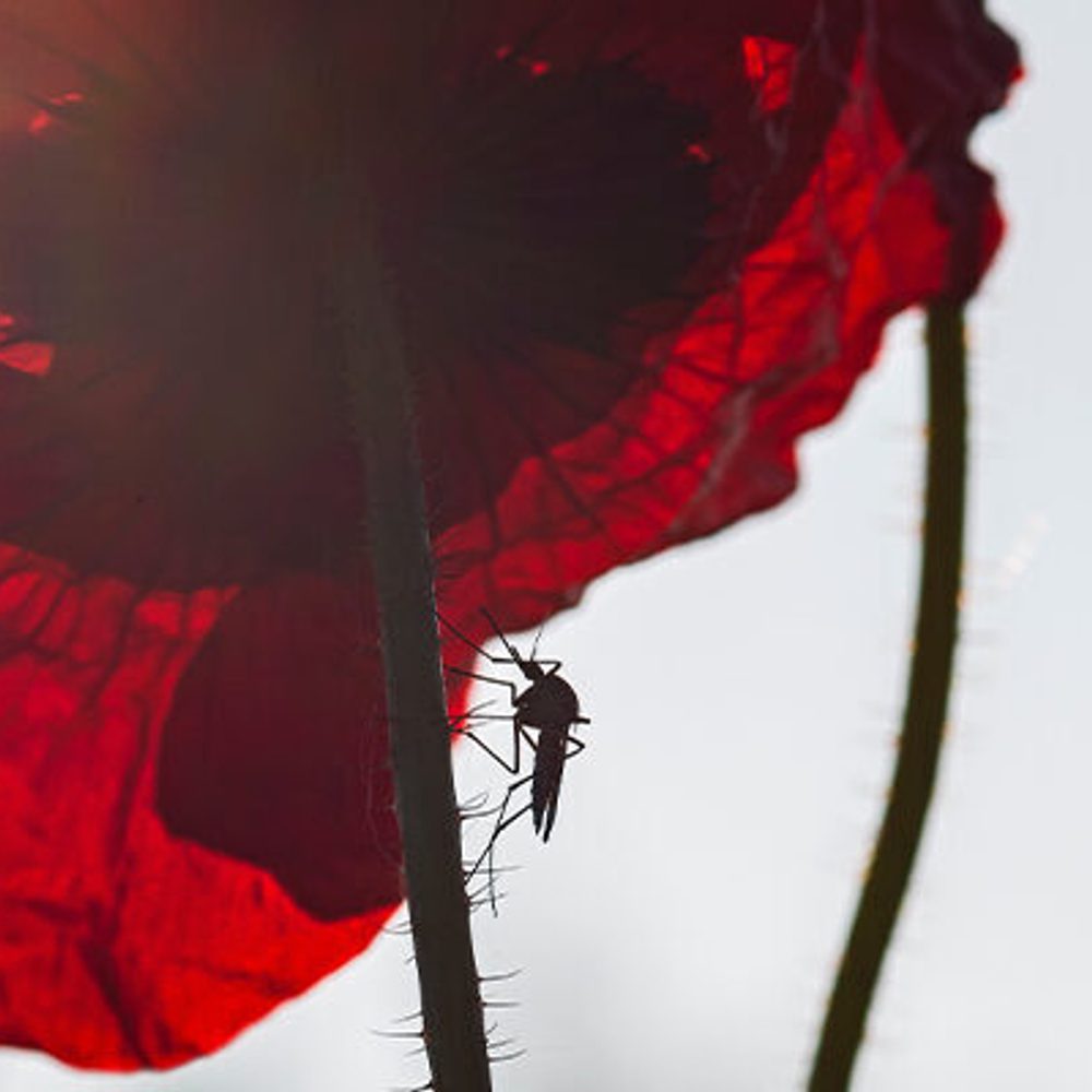 MOSQUITO BUG Alabama News