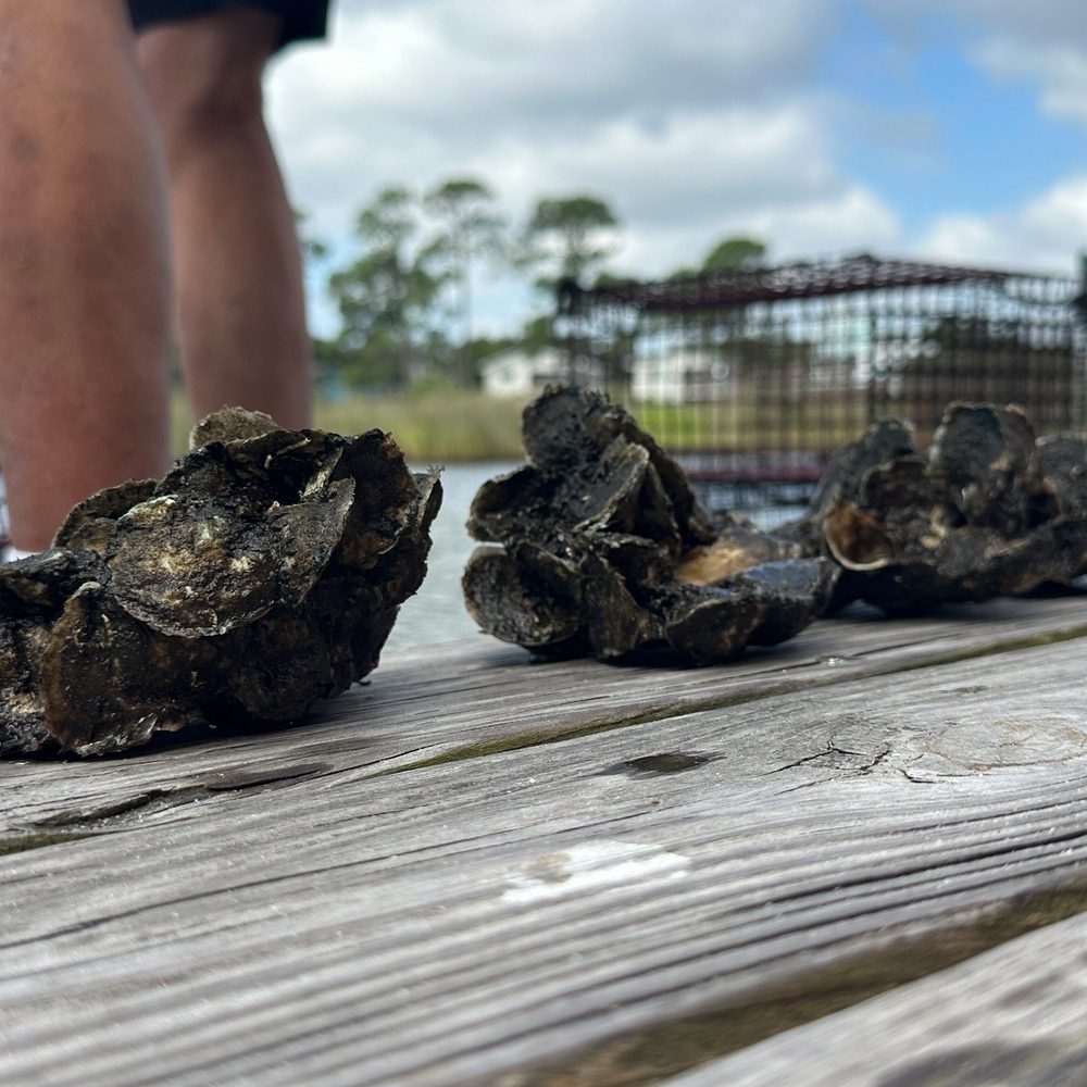 Oyster harvest Alabama News