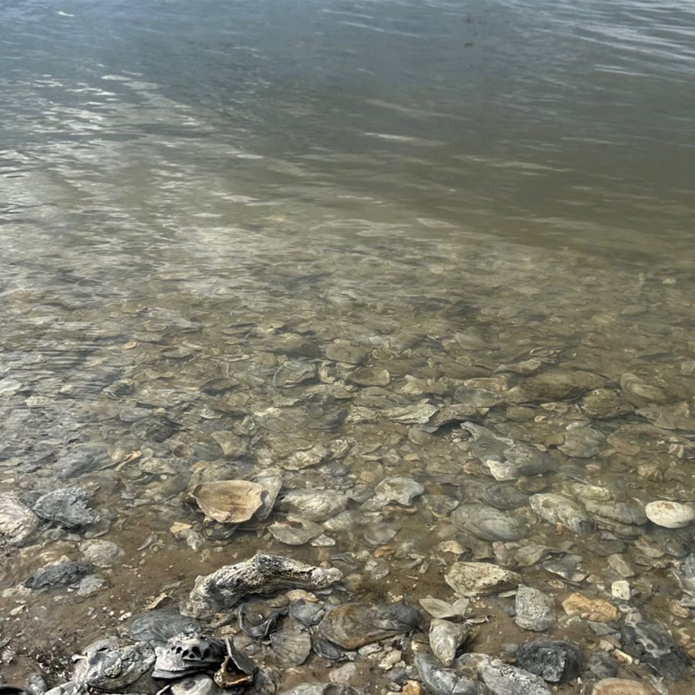 Oyster shells dumped near Cedar Point Bay to protect land structures Alabama News