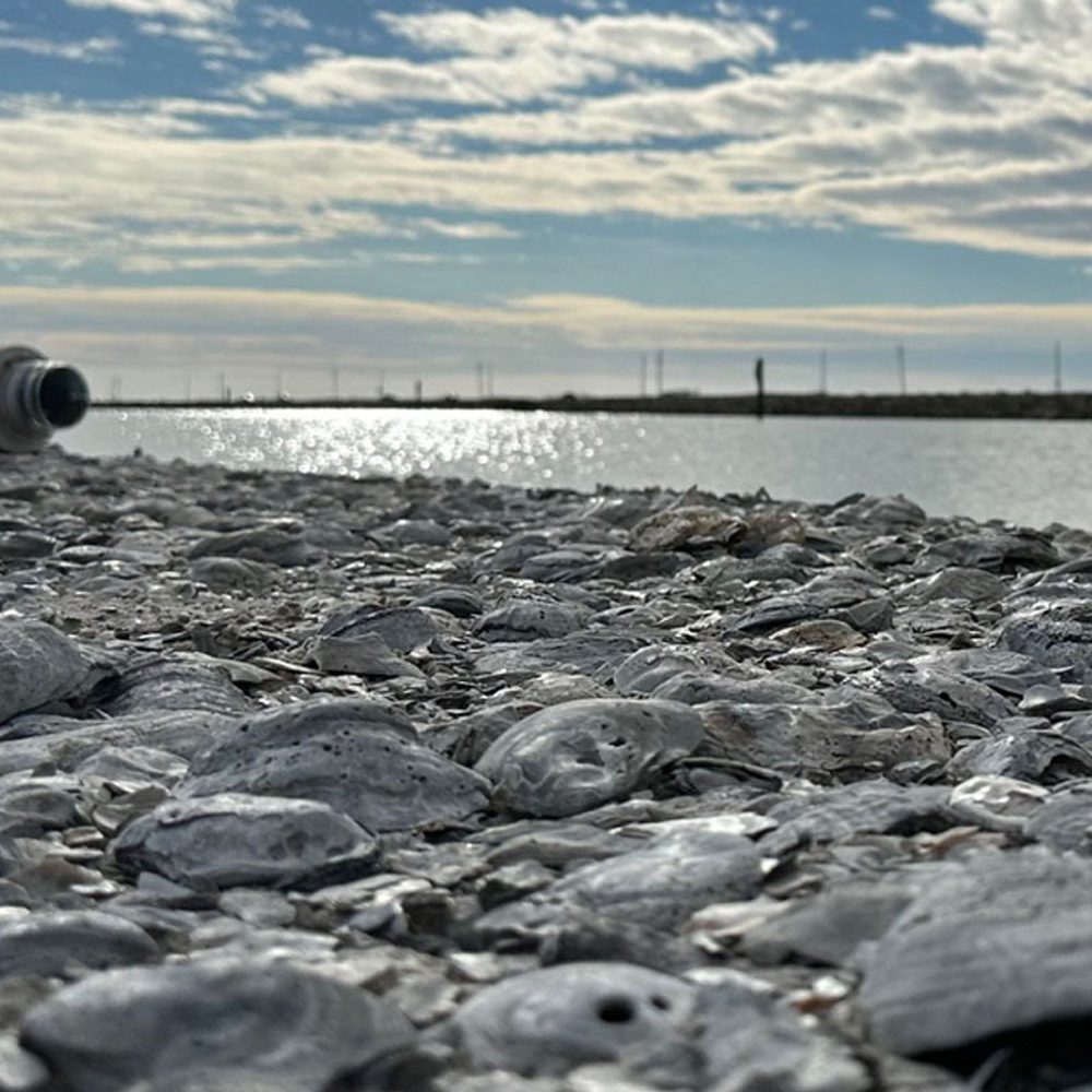 Oyster shells near Cedar Point Bay Alabama News