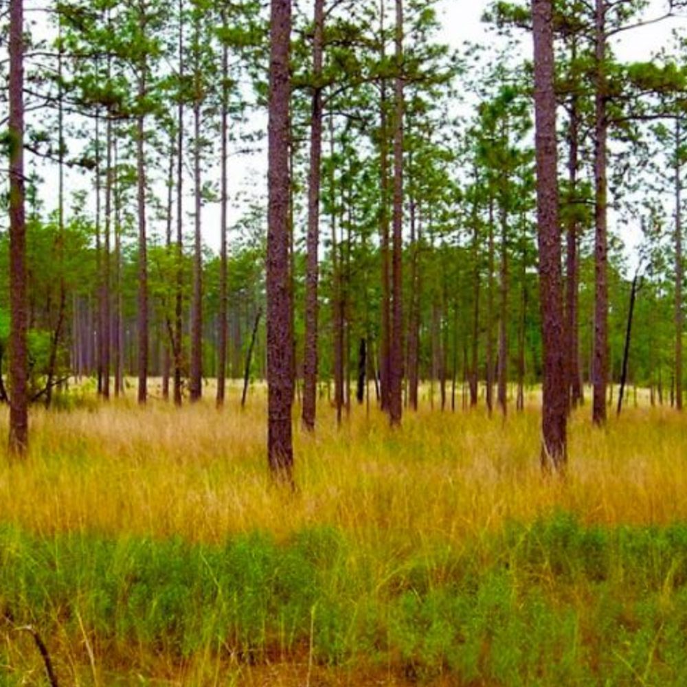 Pine Hills Storage Hub Alabama News