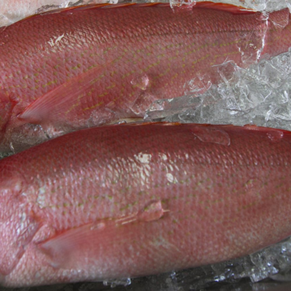 Red Snapper Alabama News
