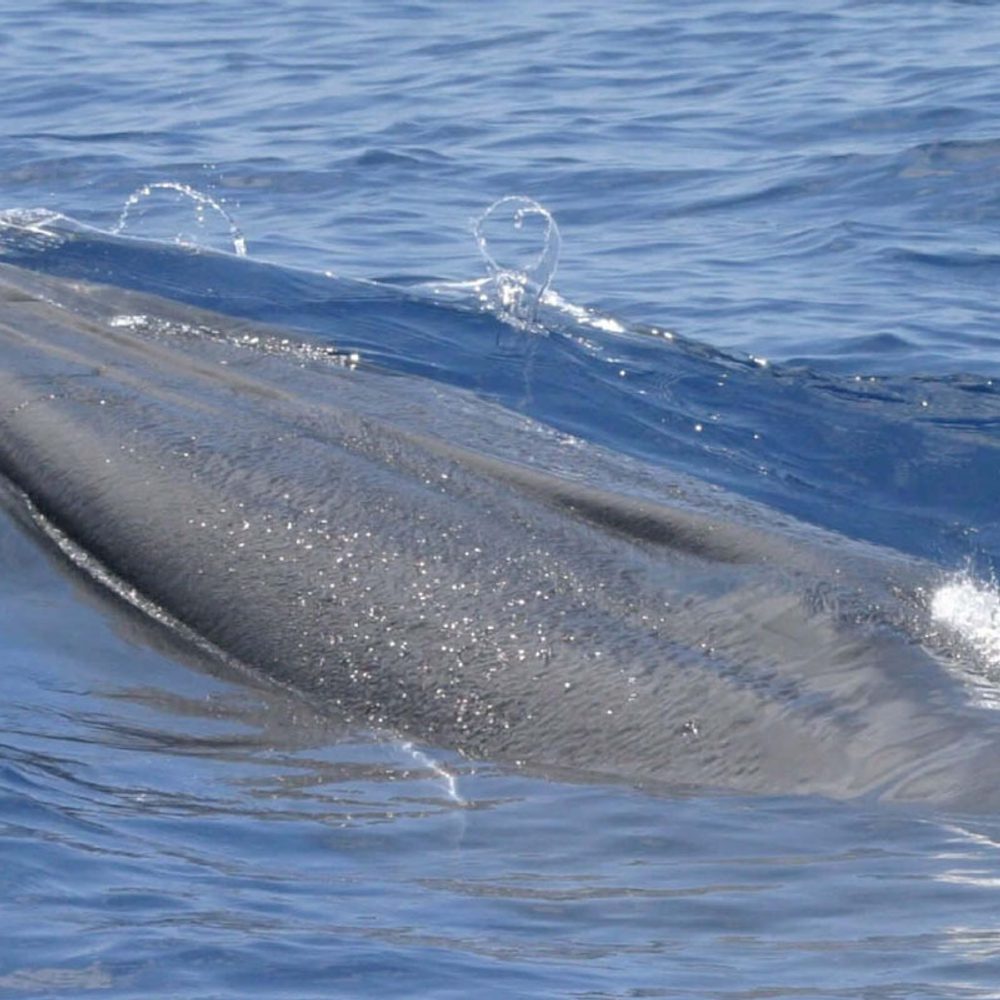 Rices Whale Alabama News