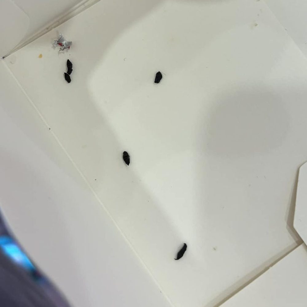 Rodent Droppings Alabama News