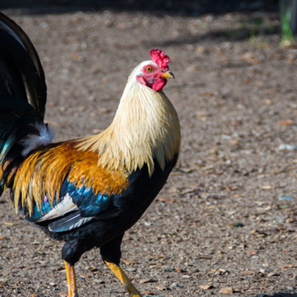 Rooster chicken David Brooke Martin unsplash com Alabama News