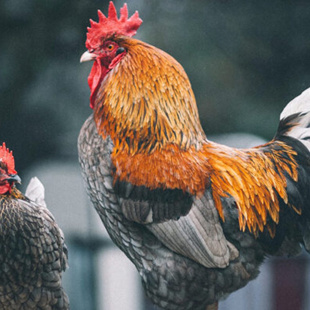 Rooster chicken Egor Myznik unsplash com Alabama News