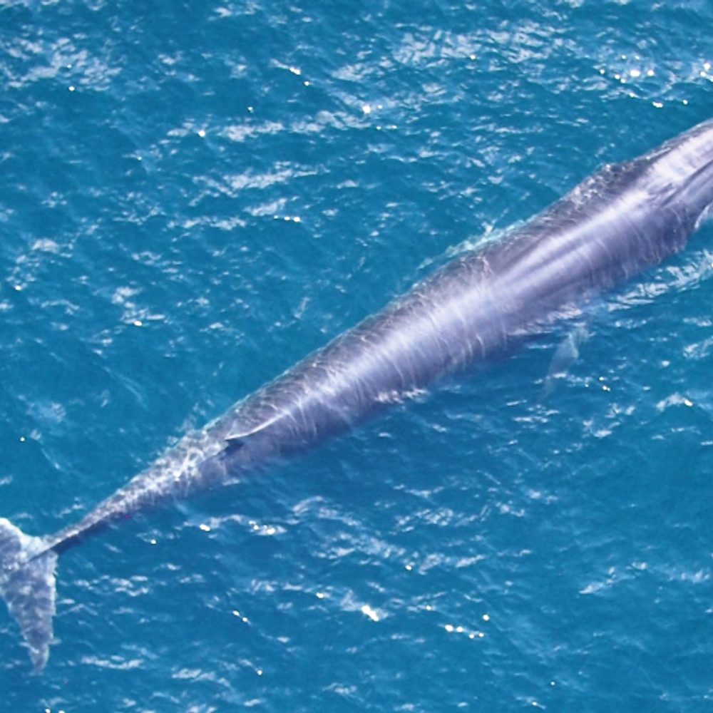 SEFSC PAM Rices whale Alabama News