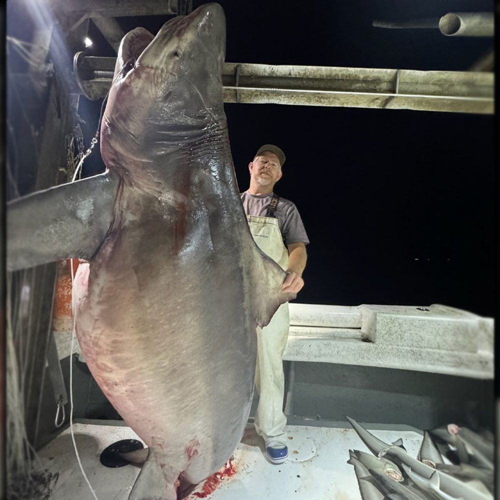 SHARK Alabama News