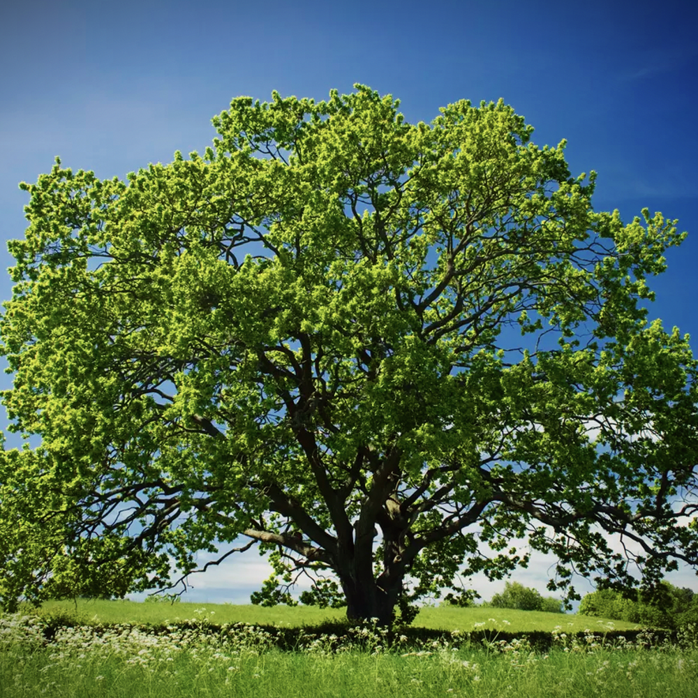 Oak Tree Alabama News