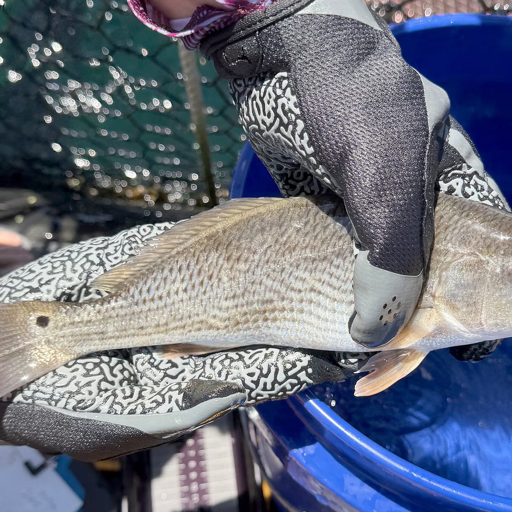 Sea Lab Alabama News