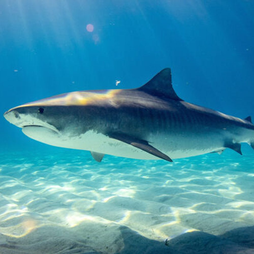 Shark Gerald Schombs unsplash com Alabama News