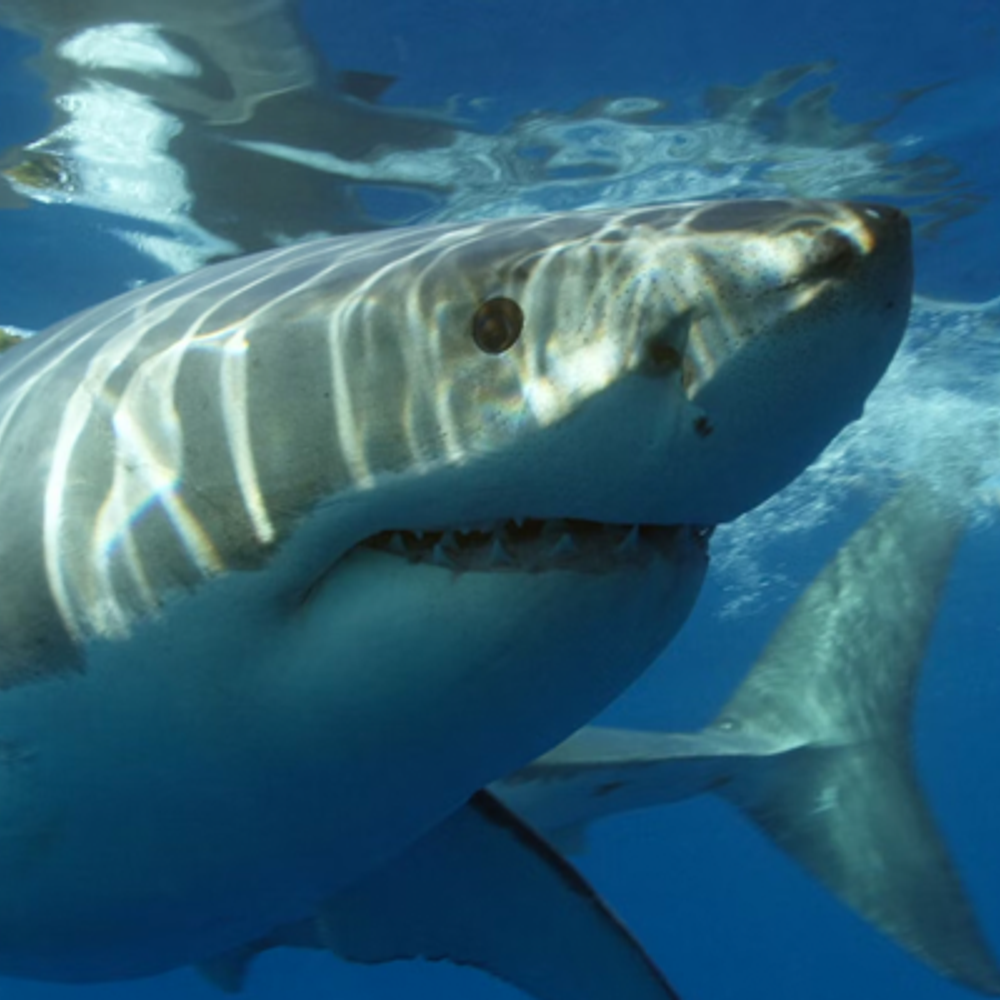 Shark by Oleksandr Shushko Alabama News