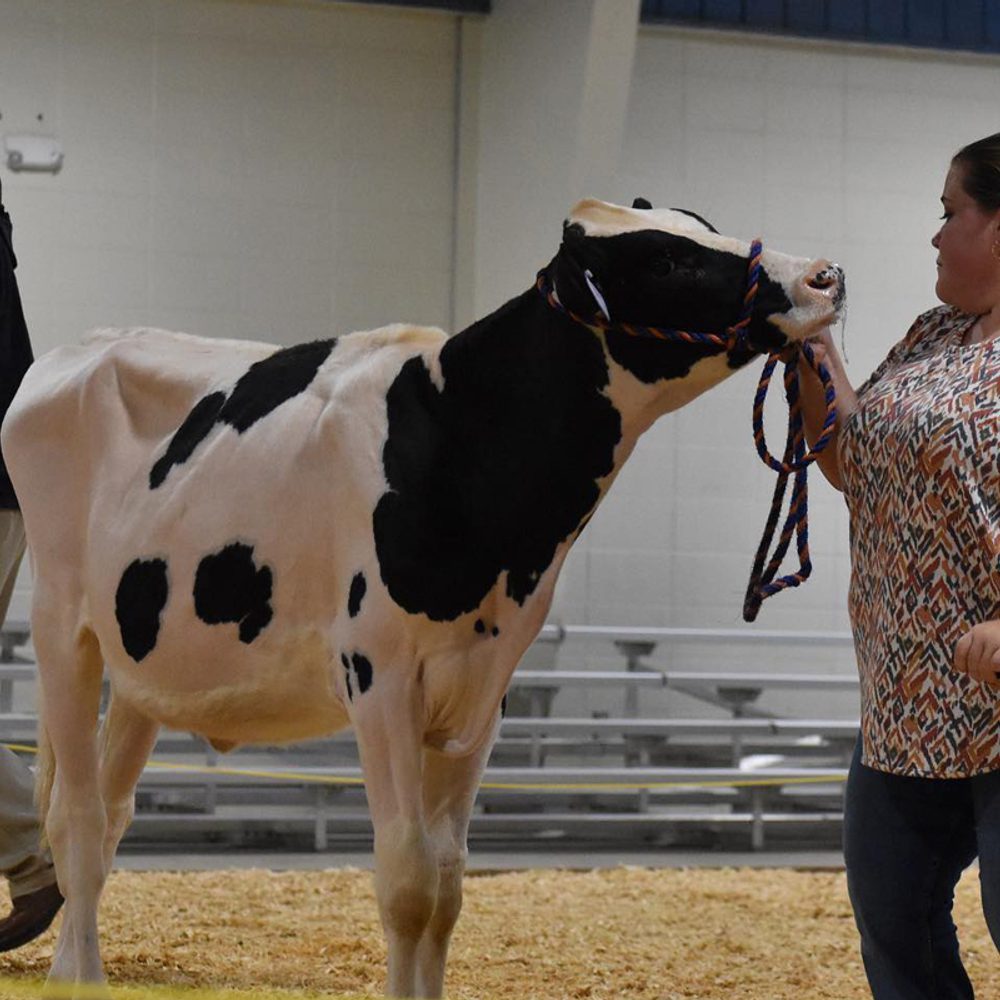 Shelby and a dairy cow Alabama News