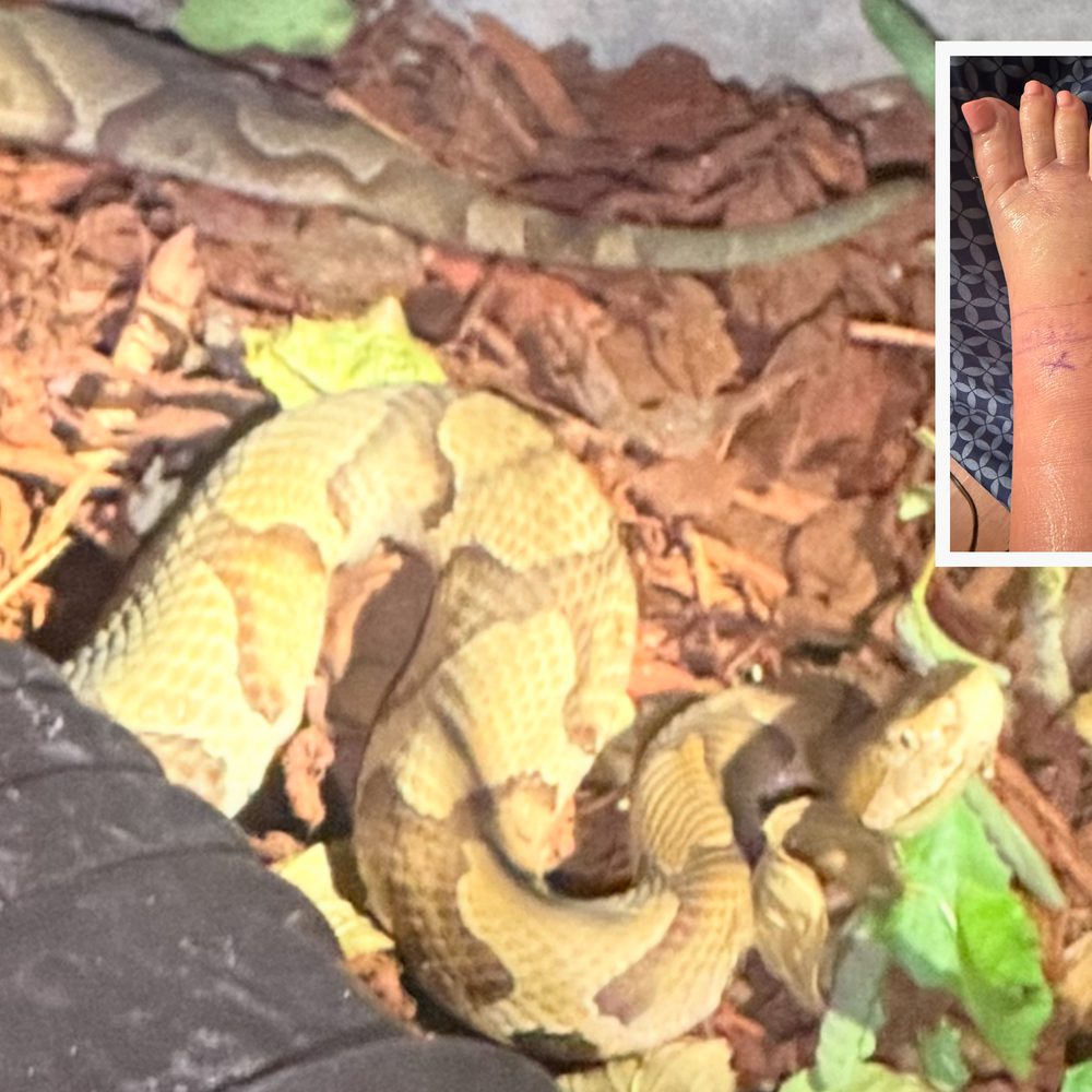 Snake Bite Alabama News
