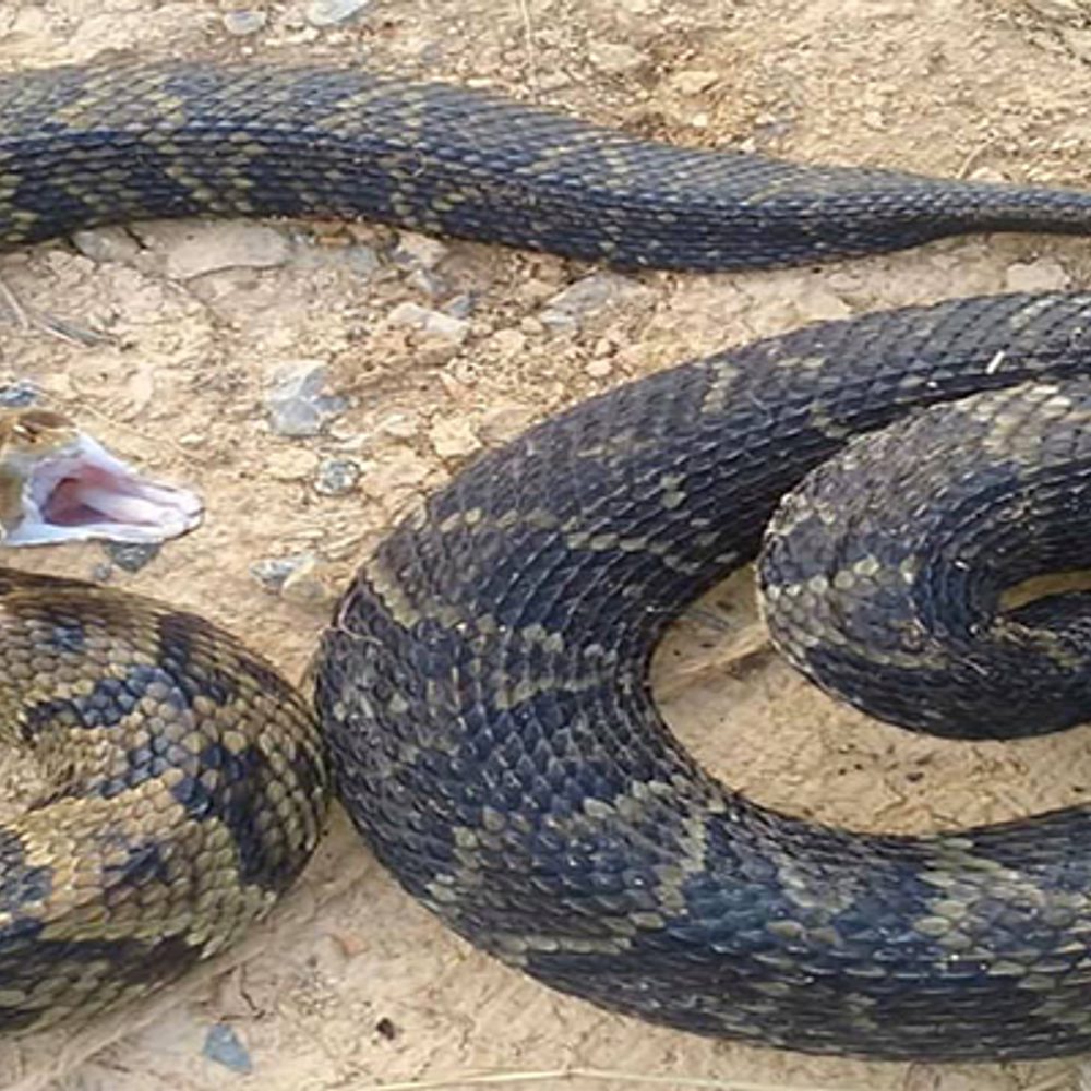 Two Cottonmouths. Alabama News