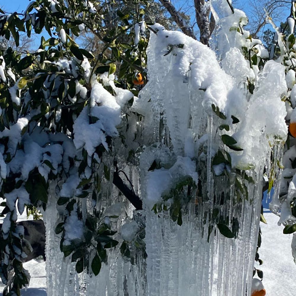 Southern Orchards Alabama News