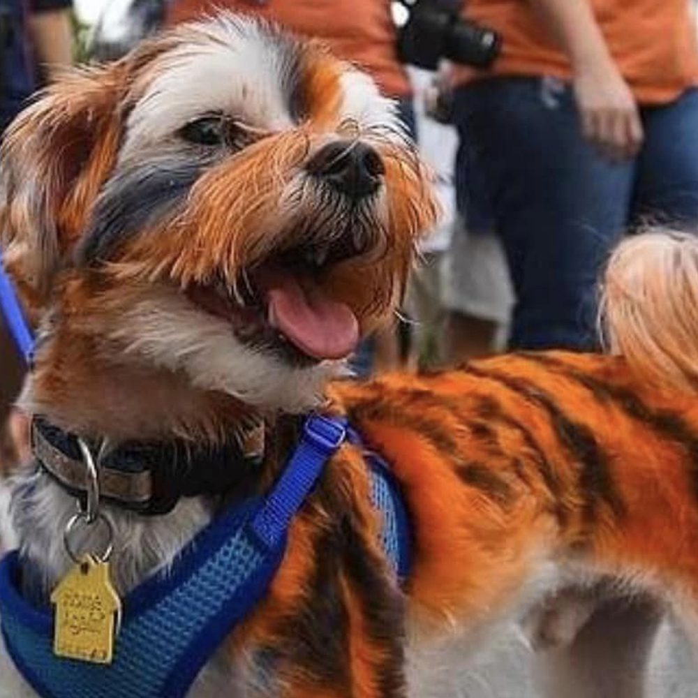 Tiger Jake Alabama News