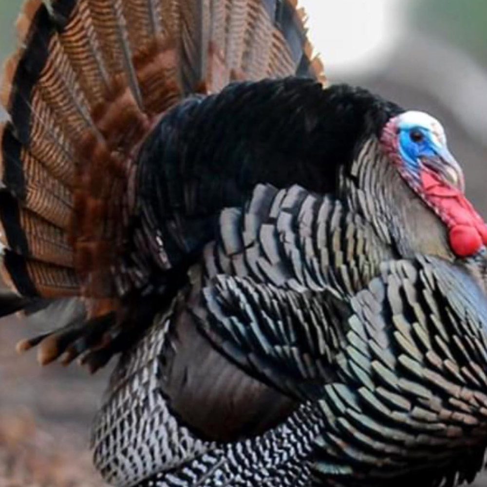 Turkey Alabama News