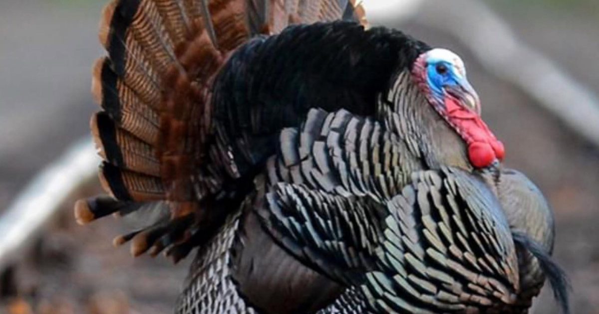World Championship Turkey Calling Contest in Mobile this weekend