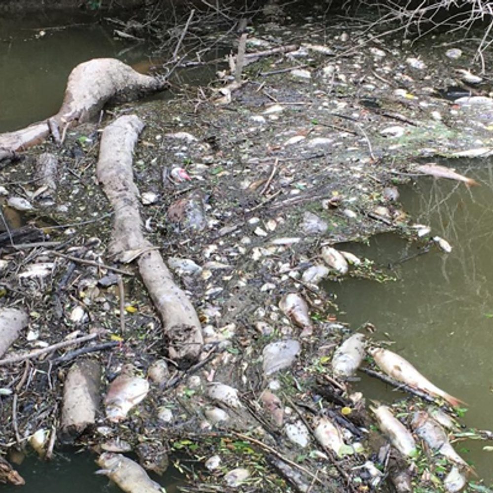 Tyson wastewater spill fish kill cw ua edu Alabama News