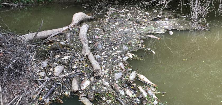 Tyson wastewater spill fish kill cw ua edu