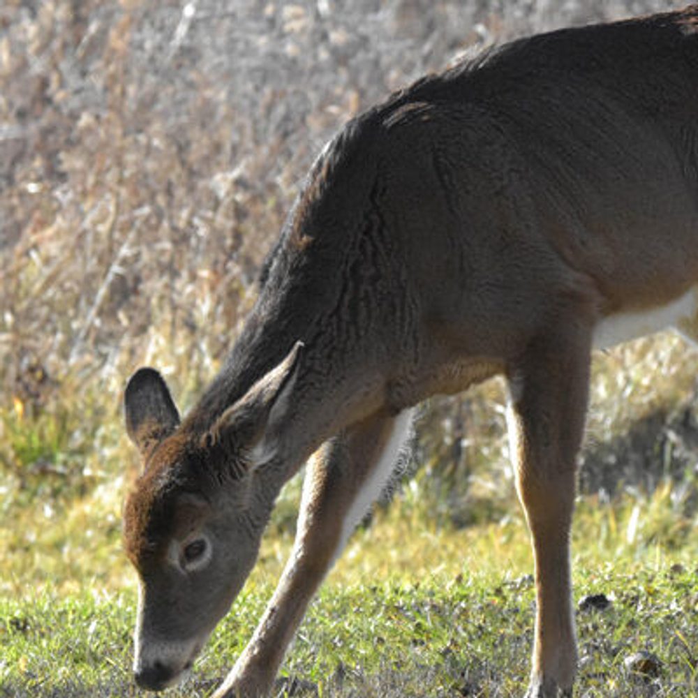 Whitetail Deer doe Jack Bulmer unsplash com Alabama News