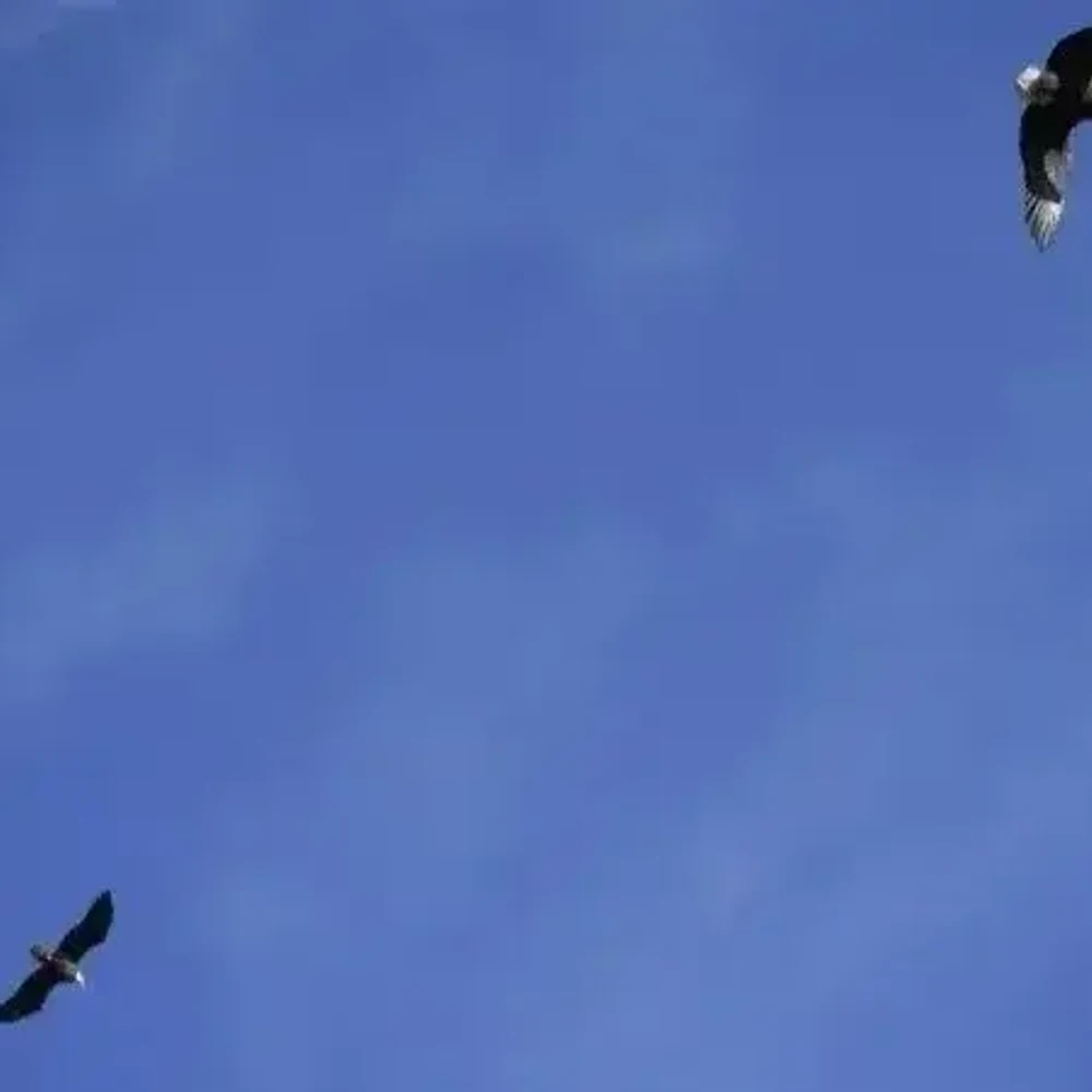 Eagles nest Auburn Alabama News